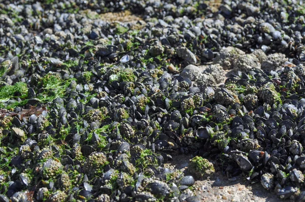 Moules méditerranéennes — Photo