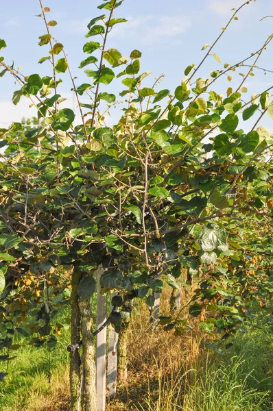 Árbol frutal de ciruela — Foto de Stock