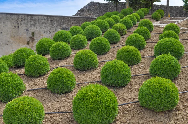 Kastil Chateau Amboise — Stok Foto