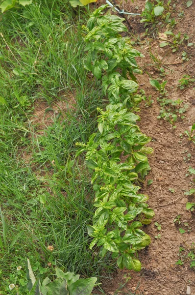 Basil plant — Stockfoto