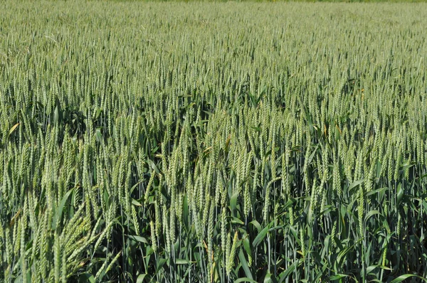 Granturco di grano — Foto Stock