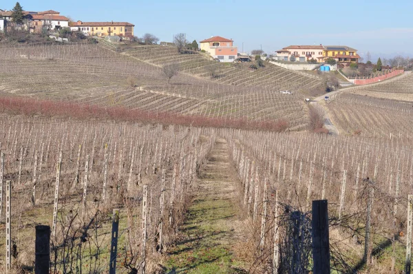 Vista Invernale Del Vigneto Una Collina — Foto Stock