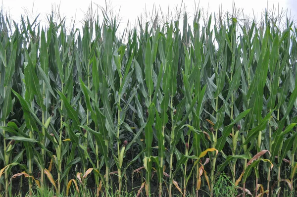 Grüne Maispflanzen Auf Einem Feld Das Als Hintergrund Nützlich Ist — Stockfoto