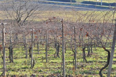 Tepedeki üzüm bağının kış manzarası