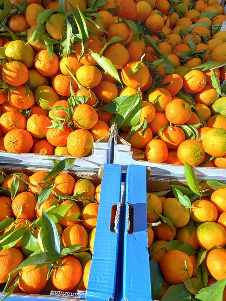 Orange Mandarin Orange Scientific Name Citrus Reticulata Vegetarian Fruit Food — Stockfoto