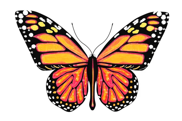 Motyl z kolor żółty i pomarańczowy — Zdjęcie stockowe