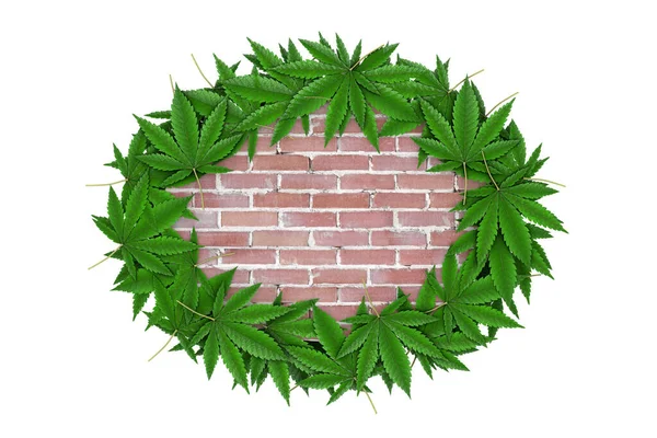 Medicinsk Marijuana Eller Cannabis Hampa Blad Runt Tegel Vägg Med — Stockfoto