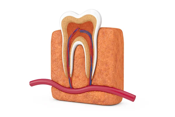 Anatomy Structure Human Tooth White Background Rendering — Stock Photo, Image