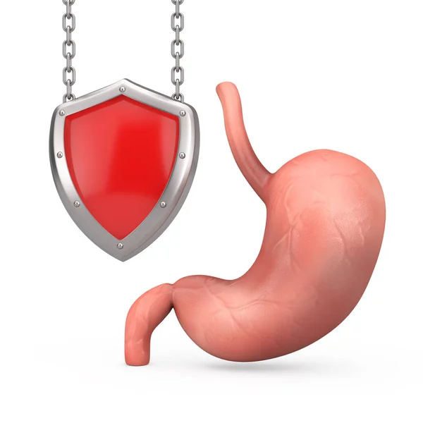 Anatomia Estômago Humano Órgão Interno Com Proteção Metal Vermelho Escudo — Fotografia de Stock