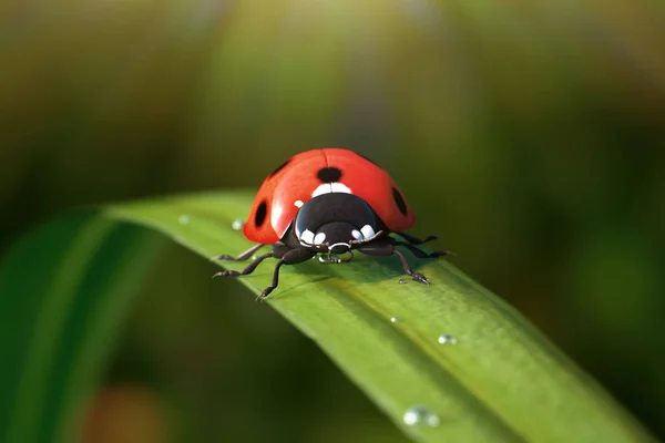 Red Realistic Beautiful Ladybird Walking Green Grass Leaf Morning Extreme — Stock Photo, Image