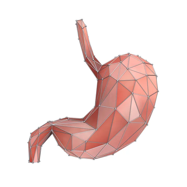 Low Poly Human Stomach Anatomy Internal Organ White Background 렌더링 — 스톡 사진