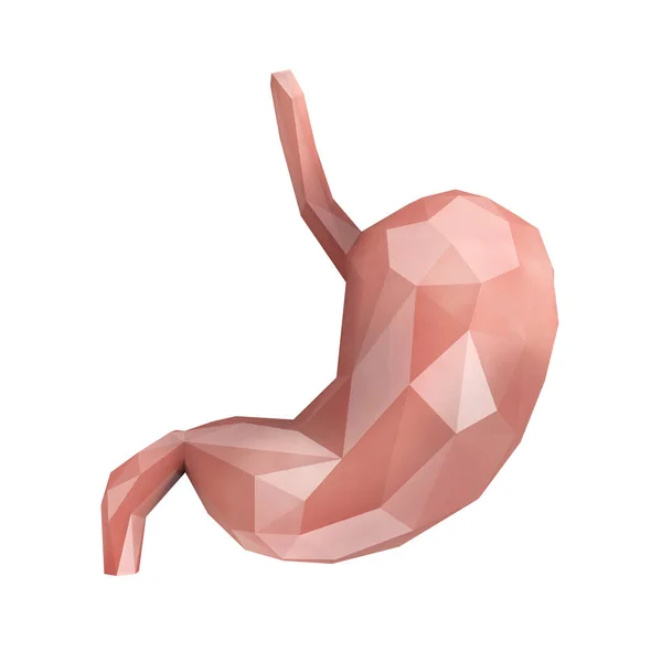 Anatomia Estômago Humano Baixo Poly Órgão Interno Fundo Branco Renderização — Fotografia de Stock