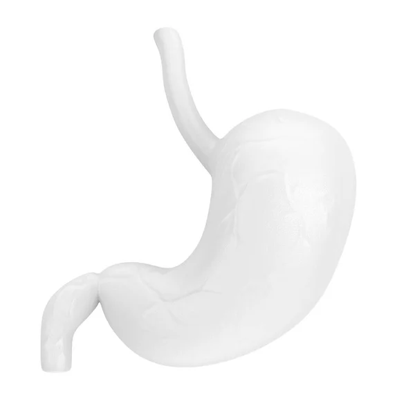 Bílý Lidský Žaludek Anatomie Vnitřní Orgán Jílovém Stylu Bílém Pozadí — Stock fotografie