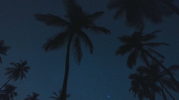 Palms siluett med stjärnor — Stockvideo