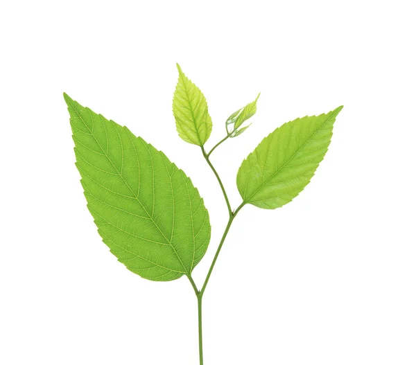 Green birch leaves isolated on white — Stock Image Green birch leaves isolated on white Stock Picture