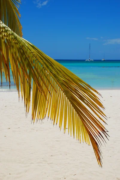 Palmboom op tropisch strand — Stockfoto