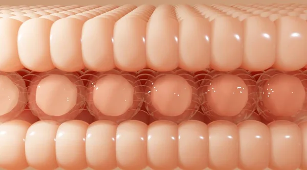 Deri hücrelerine serum ve vitamin damlası. Deri katmanından geçen serum deri hücresinin sarkık derisini küçültür. 3d oluşturma.