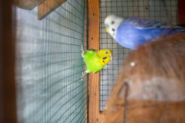 Yeşil papağan aynanın yanındaki kafeste oturuyor. Şirin yeşil muhabbet kuşu..