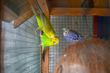 Yeşil papağan aynanın yanındaki kafeste oturuyor. Şirin yeşil muhabbet kuşu..