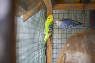 Yeşil papağan aynanın yanındaki kafeste oturuyor. Şirin yeşil muhabbet kuşu..