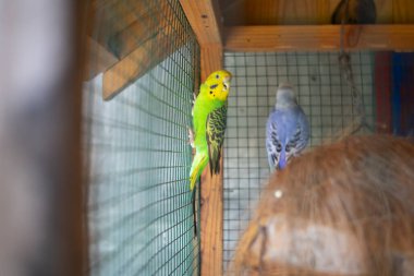 Yeşil papağan aynanın yanındaki kafeste oturuyor. Şirin yeşil muhabbet kuşu..