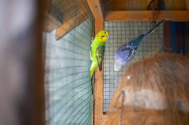 Yeşil papağan aynanın yanındaki kafeste oturuyor. Şirin yeşil muhabbet kuşu..