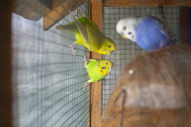 Yeşil papağan aynanın yanındaki kafeste oturuyor. Şirin yeşil muhabbet kuşu..