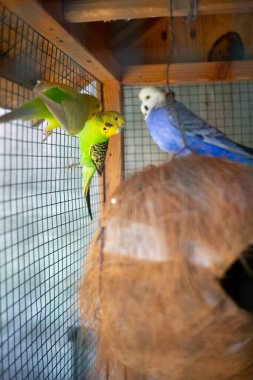 Yeşil papağan aynanın yanındaki kafeste oturuyor. Şirin yeşil muhabbet kuşu..