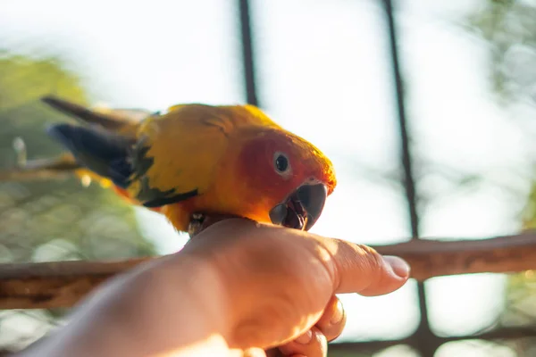雀鸟鹦鹉 美丽的阳光仙鸟 — 图库照片