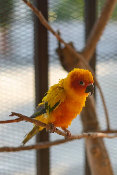 Vogelpapegaai Prachtige Sun Conure Vogel — Stockfoto