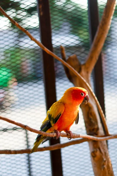Papagaio Pássaro Belo Pássaro Sun Conure — Fotografia de Stock