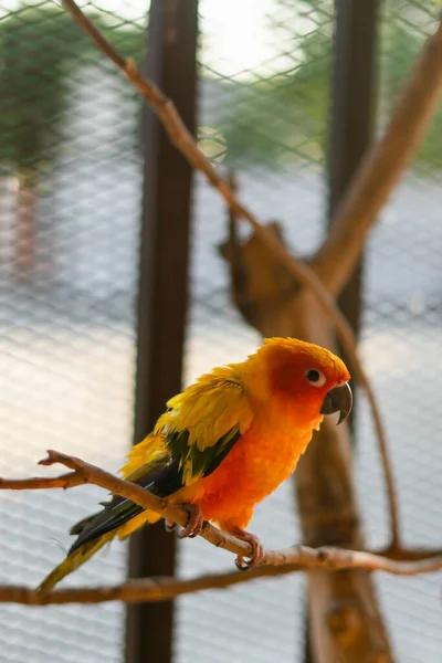 Papagaio Pássaro Belo Pássaro Sun Conure — Fotografia de Stock