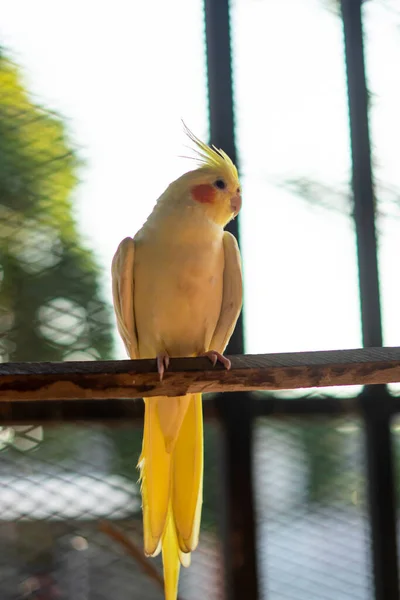 Sarı Papağan Dalda Genç Erkek Papağan Büyük Kafesinin Içinde Otururken — Stok fotoğraf