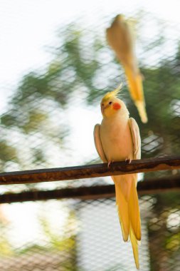 Sarı papağan dalda. Genç erkek papağan büyük kafesinin içinde otururken görüldü.