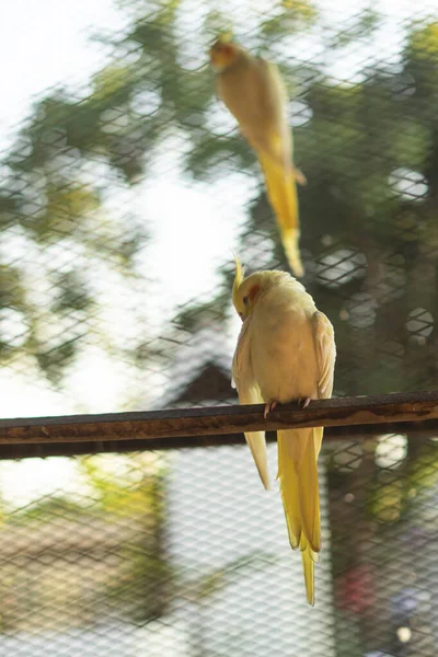 Yellow Cockatiel Branch Young Male Cockatiel Seen Sitting Its Large — Stock Photo, Image
