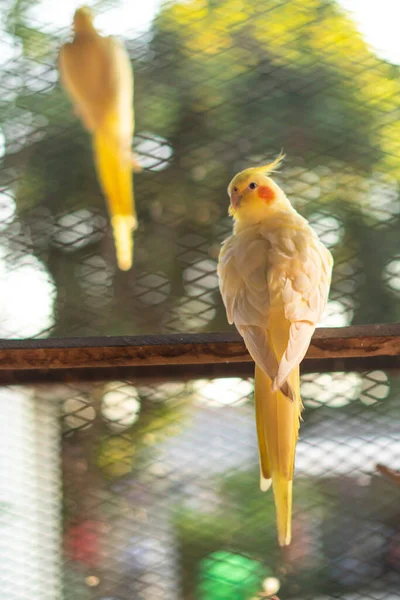 树枝上的黄色帽子花 看到年轻的雄性凤尾鱼坐在它的大笼子里 — 图库照片
