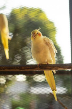 Sarı papağan dalda. Genç erkek papağan büyük kafesinin içinde otururken görüldü.
