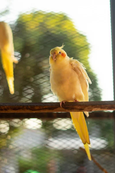 Cacatúa Amarilla Una Rama Joven Cacatúa Macho Visto Sentado Interior — Foto de Stock