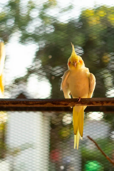 Sarı Papağan Dalda Genç Erkek Papağan Büyük Kafesinin Içinde Otururken — Stok fotoğraf