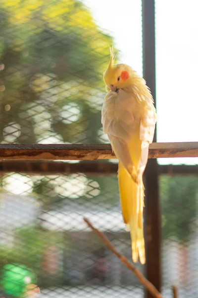 Cacatúa Amarilla Una Rama Joven Cacatúa Macho Visto Sentado Interior — Foto de Stock