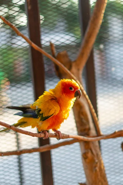 Ptak Papuga Piękne Słońce Conure Ptak — Zdjęcie stockowe