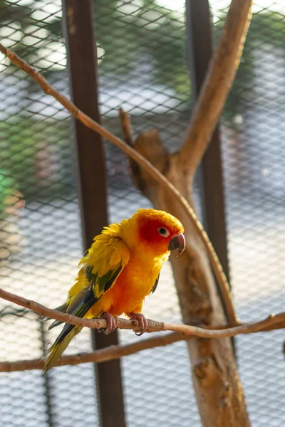 Vogelpapegaai Prachtige Sun Conure Vogel — Stockfoto