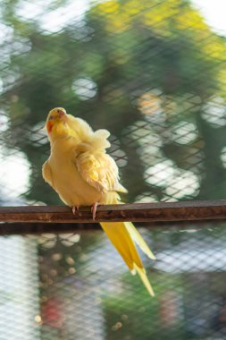 Sarı papağan dalda. Genç erkek papağan büyük kafesinin içinde otururken görüldü.