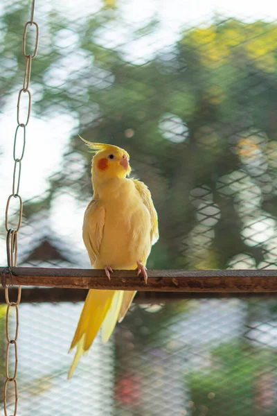 Cacatúa Amarilla Una Rama Joven Cacatúa Macho Visto Sentado Interior — Foto de Stock