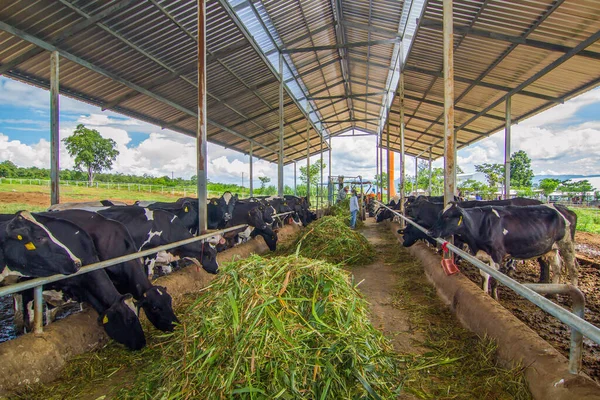 Cows in a farm. Dairy cows. fresh hay in front of milk cows during work.Modern farm cowshed with milking cows eating hay