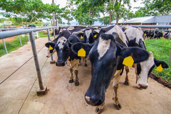 Cows in a farm. Dairy cows. fresh hay in front of milk cows during work.Modern farm cowshed with milking cows eating hay