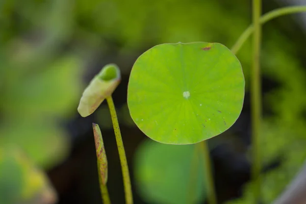 Închideți Frunzele Verzi Lotus Sau Crin Apă Sau Nelumbo — Fotografie, imagine de stoc