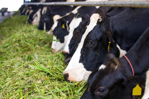 Cows in a farm. Dairy cows. fresh hay in front of milk cows during work.Modern farm cowshed with milking cows eating hay