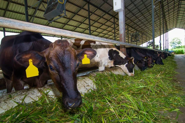 Cows in a farm. Dairy cows. fresh hay in front of milk cows during work.Modern farm cowshed with milking cows eating hay