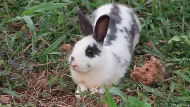 Bahçede Oynayan Sevimli Tavşan — Stok video